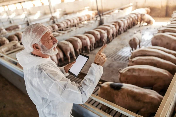 Veterinário Sênior Uniforme Estéril Está Fazenda Suínos Contando Porcos Uma — Fotografia de Stock