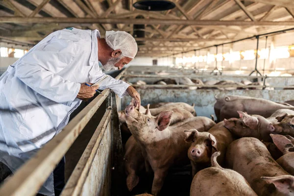 一位资深兽医站在猪场 检查猪的健康状况 定期控制对预防疾病很重要 兽医检查猪的情况 — 图库照片