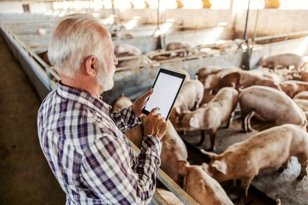 The senior farmer is standing next to a pig pen and scrolling on a tablet. New technologies in the livestock business. Farmer using a tablet in the stable.
