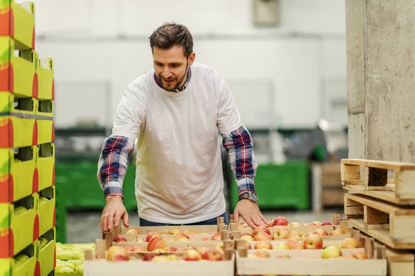 Organik Elmaları Sınıflandırmak Sınıflandırmak Ahşap Sandıklarda Istiflemek Satışa Çıkarmak Teslimat — Stok fotoğraf