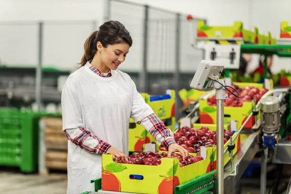Egy Felnőtt Áll Gyártósor Mellett Érett Vörös Almákat Rekeszekké Válogatja — Stock Fotó