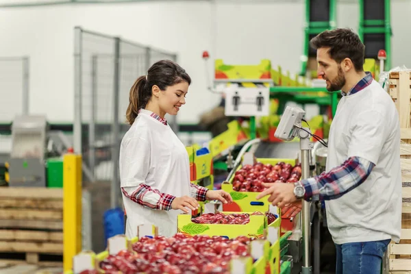 Focused Colleagues Working Fruit Sorting Line Carrying Boxes Apples Storage — Stock Photo, Image