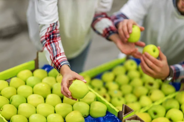 Egy Almáskert Friss Zöld Almák Kiválasztása Válogatása Ládákban Csomagolásra Szállításra — Stock Fotó