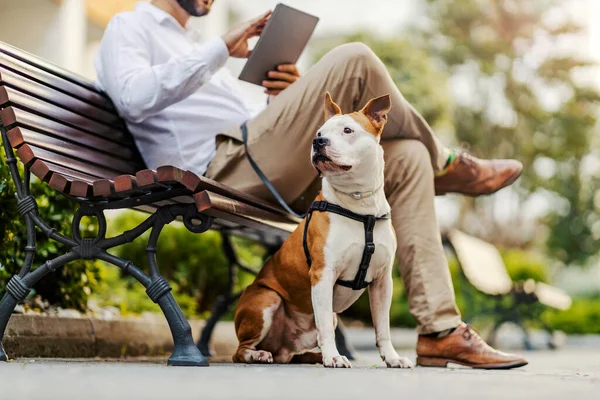 一个好奇的斯塔福德坐在它的主人旁边 听着它在公园里听到的声音 这只狗在保护它的人类 — 图库照片