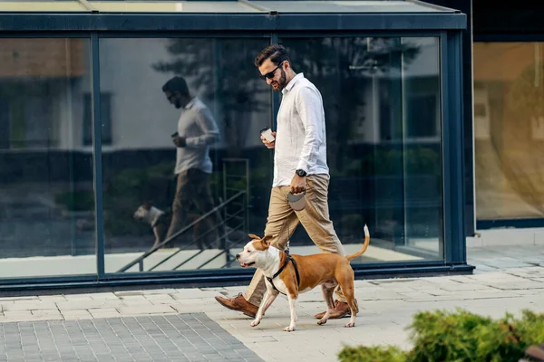 Biznesmen Okularach Przeciwsłonecznych Elegancko Ubrany Trzyma Kawę Wyprowadzanie Psa Zewnątrz — Zdjęcie stockowe