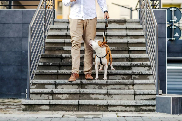 Biznesmen Stojący Psem Schodach Nogi Mężczyzny Schodach Obok Stafford Smyczy — Zdjęcie stockowe