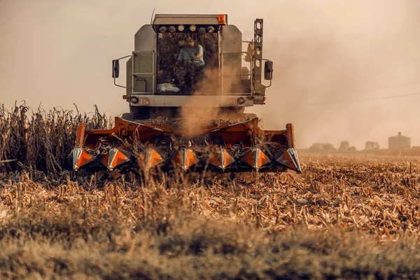 Kombináljuk Kukoricát Ősszel Mezőn Mezőgazdaság Betakarítás Ősszel — Stock Fotó