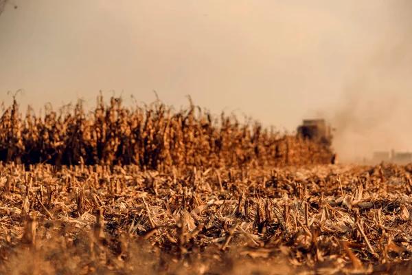 Поле Кукурузы Готово Уборке Осенью Урожай Кукурузы — стоковое фото