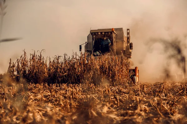 Комбайн Збирає Кукурудзу Восени Машинне Різання Стебел Кукурудзи Час Збору — стокове фото