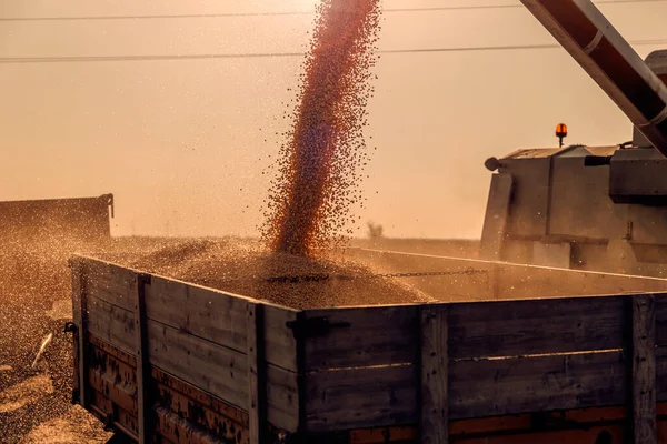 곡식을 추수하는 사람들은 곡식을 붓습니다 가을에 옥수수를 수확하는 것입니다 — 스톡 사진