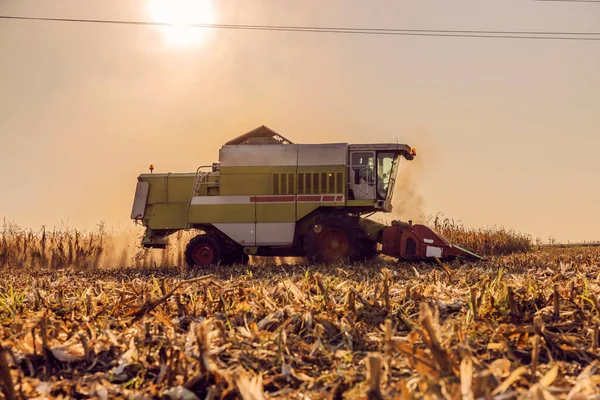Combine Harvesting Corn Field Sunny Autumn Afternoon Machinery Farming Agriculture — Stock Photo, Image