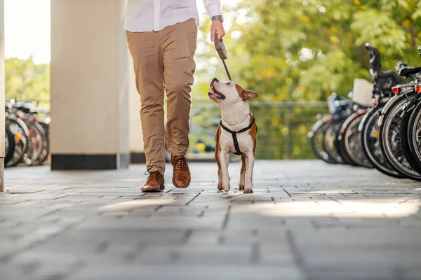 Med Hundar Oigenkännlig Man Gräddbyxor Går Vuxen Hund Stadsmiljö Längs — Stockfoto