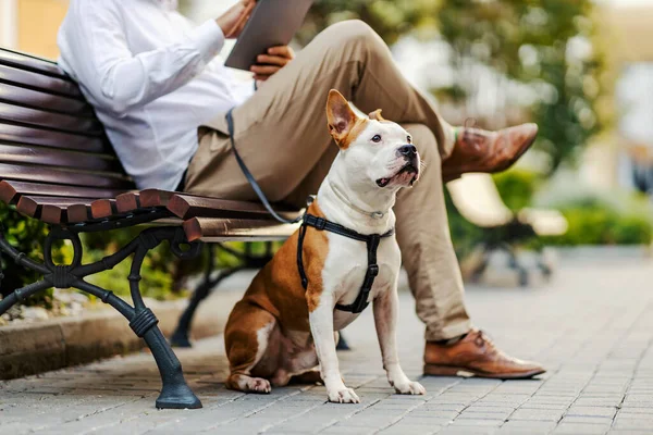 Hundägare Och Hund Oigenkännlig Man Gräddbyxor Rastar Vuxen Hund Stadsmiljö — Stockfoto