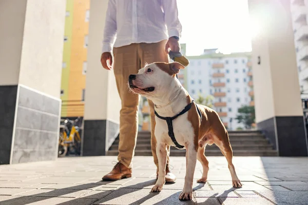 American Stafford Cidade Dono Elegantemente Vestido Leva Cão Uma Trela — Fotografia de Stock