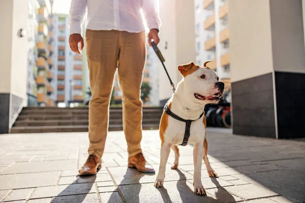 Portrait of a dangerous dog on a leash. A man holding his Stafford on a leash and standing. Man\'s legs with Stafford