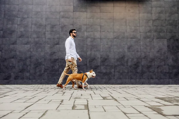 Hombre Sofisticado Con Gafas Sol Está Paseando Perro Aire Libre —  Fotos de Stock