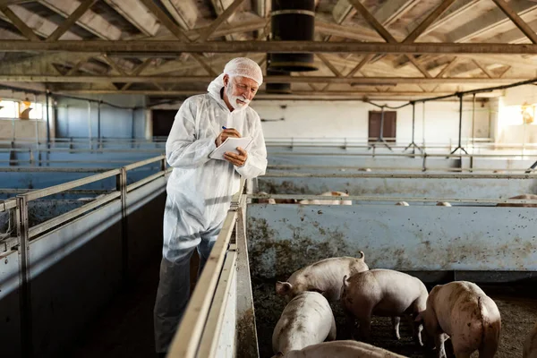 Veterinair Een Varkensboerderij Een Senior Dierenarts Staat Naast Een Pen — Stockfoto