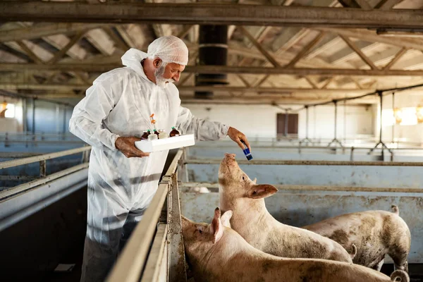 养猪场的兽医和药品一名身穿无菌西服的资深兽医拿着一个装有药物的盒子 给猪进行治疗 — 图库照片