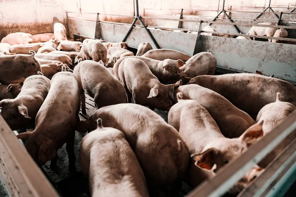 Vleesindustrie Varkenshouderij Varkens Varkensboerderij Eten Snuiven Hokken — Stockfoto