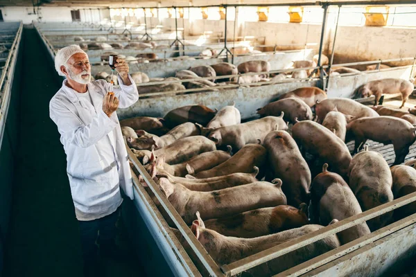 Varkensgriep Therapie Drugs Dierenarts Een Senior Dierenarts Steriele Vacht Staat — Stockfoto