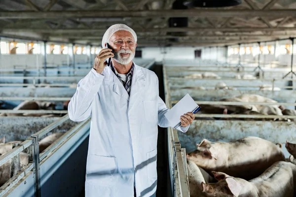 Porcicultura Ganadería Veterinaria Veterinario Veterano Está Una Granja Cerdos Con — Foto de Stock