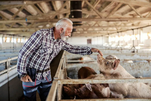 Egy Rangidős Farmer Áll Egy Disznóól Egy Kismalac Mellett Állattenyésztés — Stock Fotó