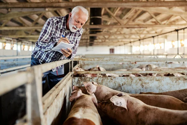 食肉産業 豚の飼育 養豚場の隣に立って計算書をノートに書いて — ストック写真