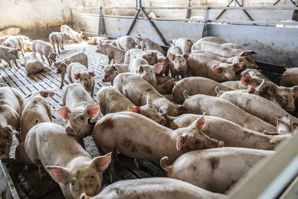 Porcicultura Cría Ganadería Muchos Cerdos Pie Husmeando Comiendo Corral —  Fotos de Stock