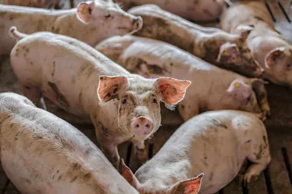 Állatállomány Húsipar Sertéstenyésztés Egy Aranyos Kíváncsi Disznó Áll Kalitkában Többi — Stock Fotó