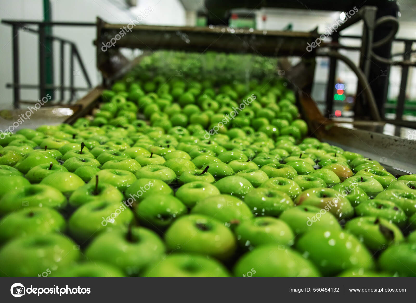 Green Apples Focus Agriculture Production Organic Apples Apple