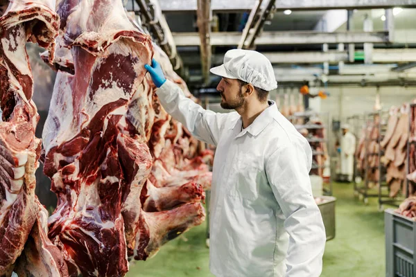 Controllore Che Guarda Carne Maiale Controlla Fabbrica Carne — Foto Stock