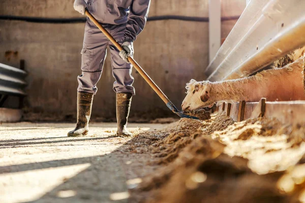 Onherkenbare Boer Die Schapen Voedt Met Hooi Schapenboerderij — Stockfoto