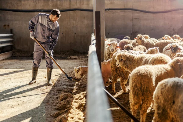 Ένας Αγρότης Που Δίνει Τροφή Για Πρόβατα Στάβλο — Φωτογραφία Αρχείου