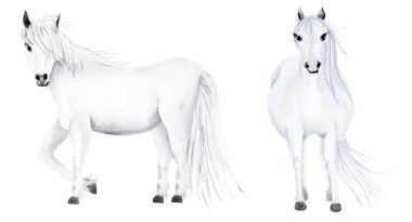 Beyaz atlar suluboya resimleme. Tasarım ve çizimler için şablon.