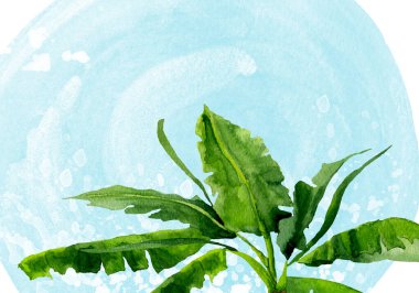 Muz palmiyesi yaprakları mavi leke ve esinti suluboya duvar kağıdı üzerinde. Tasarım ve çizimler için şablon.