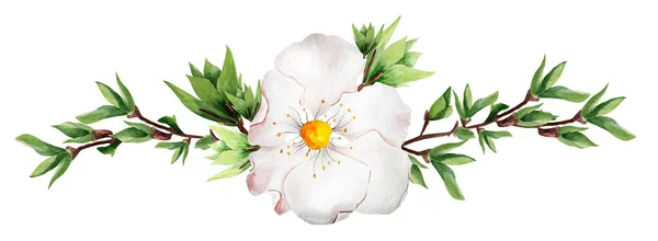 Flores Armação Borda Ramos Aquarela Modelo Para Decorar Desenhos Ilustrações — Fotografia de Stock
