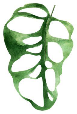 Dekoratif yaprak canavarı tropik suluboya yalıtılmış tek element. Tasarım ve çizimler için şablon.