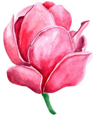 Magnolia çiçeği suluboya izole bir resim. Tasarım ve çizimler için şablon.