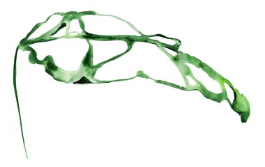 Canavar tropikal yaprak suluboya. Tasarım ve çizimler için şablon.