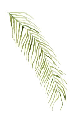 Palmiye yaprağı tropikal suluboya izole element. Tasarım ve çizimler için şablon.