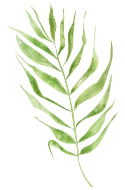 Palmiye ağacı, bahar suluboya, izole edilmiş. Tasarım ve çizimler için şablon.