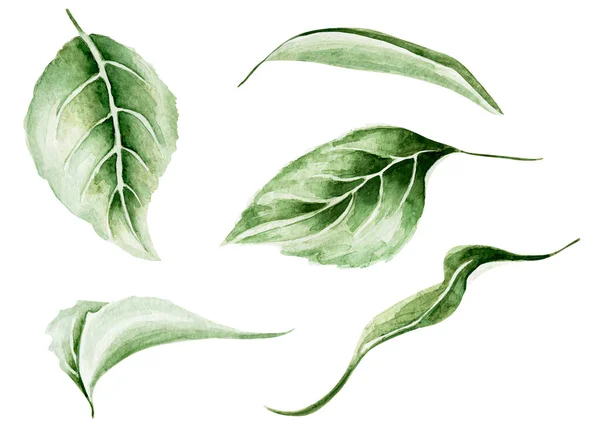 Grüner Baum Blättert Aquarellelemente Vorlage Zum Dekorieren Von Designs Und — Stockfoto