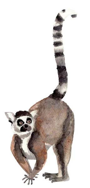 Lemur Elszigetelt Akvarell Elem Tervezési Minták Illusztrációk Mintája — Stock Fotó