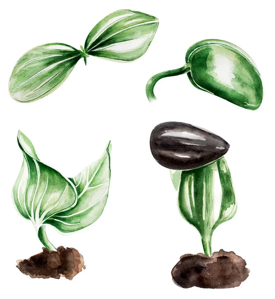 Microgreen Brotos Aquarela Ilustração Conjunto Modelo Para Decorar Desenhos Ilustrações — Fotografia de Stock