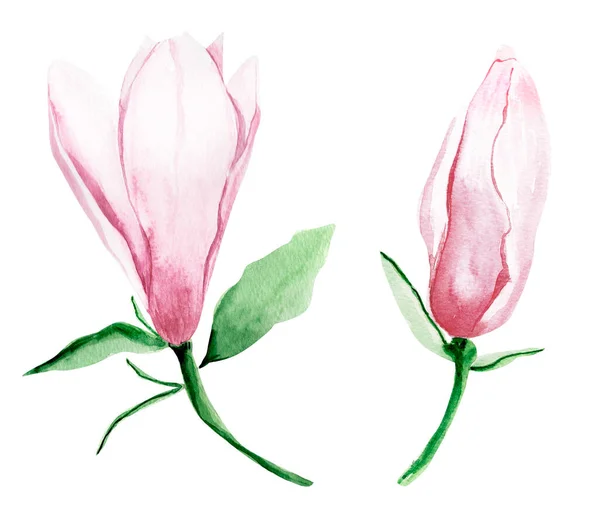 Pastel Rosa Magnolia Branca Aquarela Ilustração Isolada Modelo Para Decorar — Fotografia de Stock