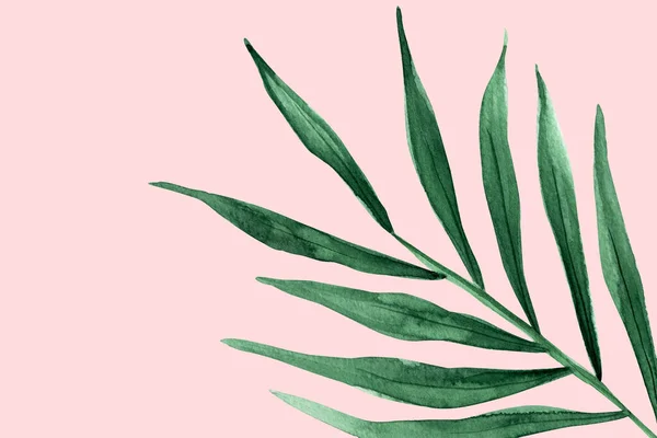 Пальмовий Акварельний Лист Рожевому Фоні Шаблон Прикраси Дизайну Ілюстрацій — стокове фото