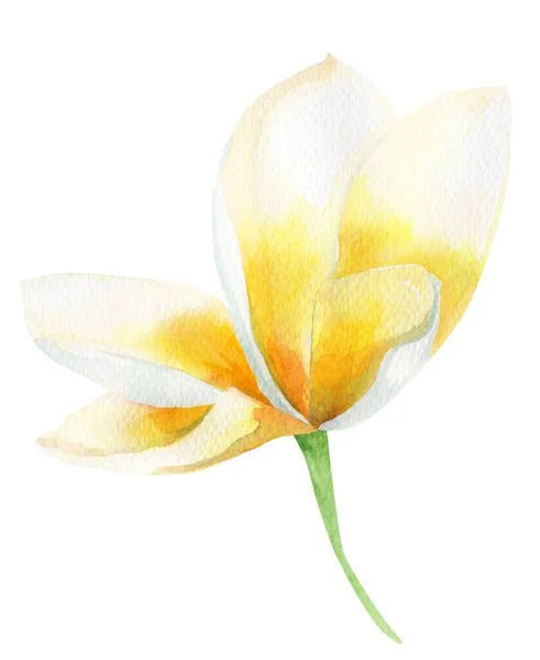 Plumeria Flor Tropical Isolado Elemento Aquarela Modelo Para Decorar Desenhos — Fotografia de Stock