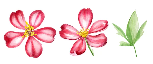 Piros Virágok Akvarell Készlet Tervezési Minták Illusztrációk Mintája — Stock Fotó