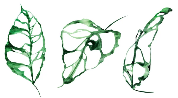 Conjunto Folhas Aquarela Tropical Modelo Para Decorar Desenhos Ilustrações — Fotografia de Stock