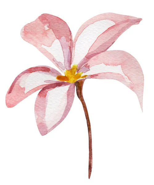 Planta Tropical Flor Aquarela Elemento Modelo Para Decorar Desenhos Ilustrações — Fotografia de Stock